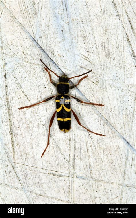 Wasp Beetle Longhorn Beetle Clytus Arietis Stock Photo Alamy