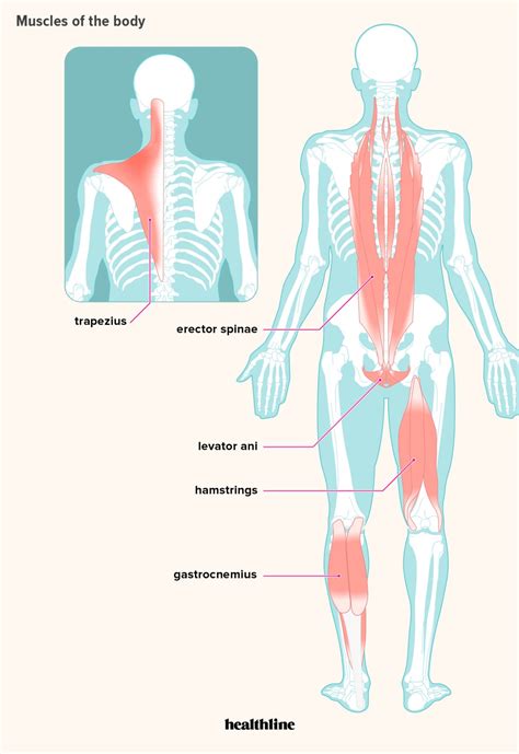 Diagram Woman Back Muscles Female Leg Muscles Lateral View Labeled On