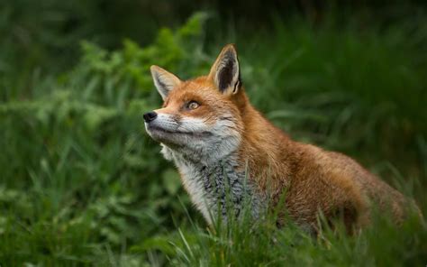 Animals Mammals Fox Wallpapers Hd Desktop And Mobile