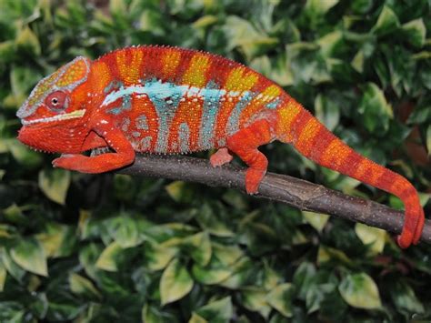 I camaleonti sono rettili molto territoriali e solitari, che sopportano male la presenza dei loro simili, a parte le femmine questi rettili non amano essere toccati e vanno manipolati il minimo indispensabile. Rettili esotici: Camaleonte del Madagascar Furcifer pardalis