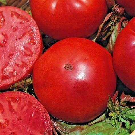 Tomato Super Marmande Vr Appx 200 Seeds Italian Beefsteak Type Ebay