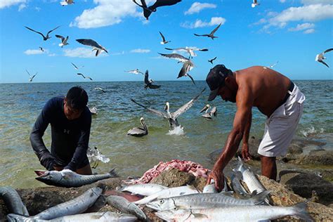 Cambio ClimÁtico Pone En Riesgo A La Pesca En MÉxico Punto Por Punto