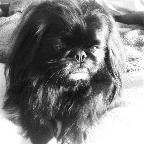 Lord Chesterfield, my 3 year old Pekingese | Pekingese dogs, Pekingese, Pekingese puppies