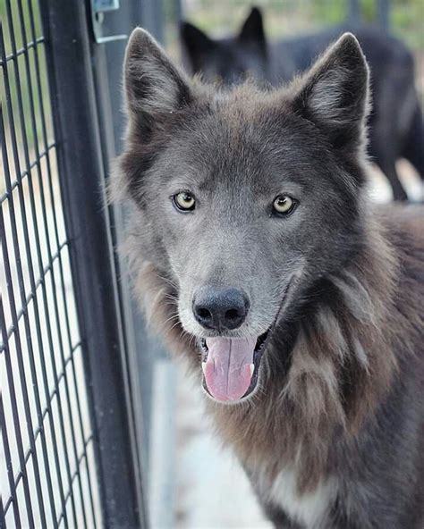 Azure Wolfdog Big Dog Breeds Wolf Dog Wolf Photos