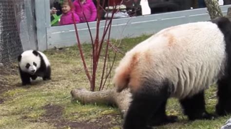 Panda Monium Toronto Zoo Releases Hilarious Footage Of Falling Giant