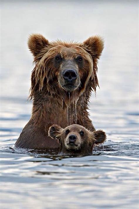 20 Adorable Pictures Of Momma Bears With Their Cubs Cute Animals