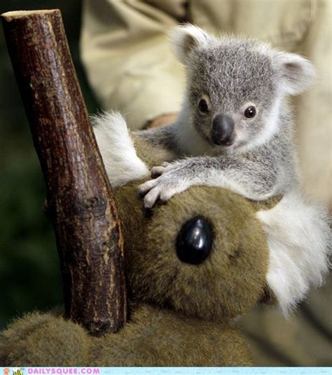 Monday Squee Baby Koala Is Equal Parts Cute And Cool