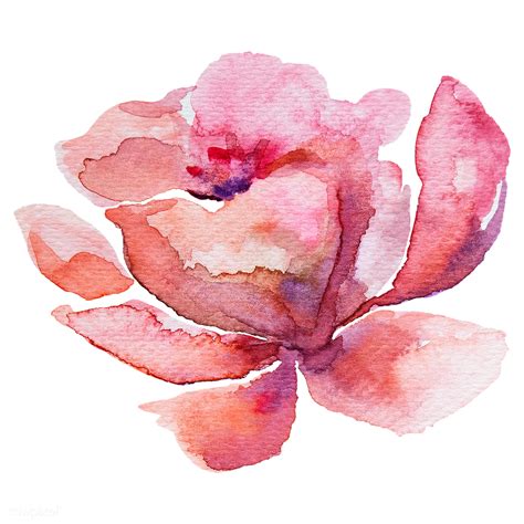 Red rose in watercolor png | Free transparent png - 2044705 png image