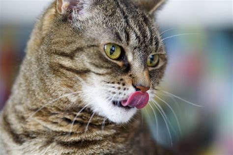 A Close Up Of A Tabby Cats Face As It Cleans Itself Tongue Out Stock