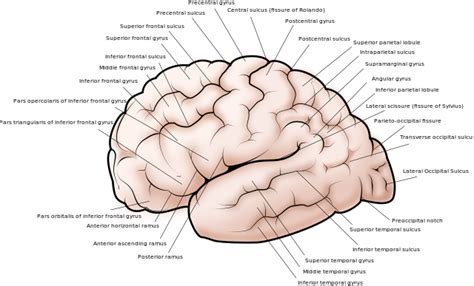 $300 million to find out how the human brain perceives | ZDNet