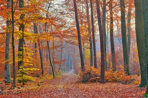 Pathway In The Autumn Forest Stock Image Image Of Park Plant 25866479
