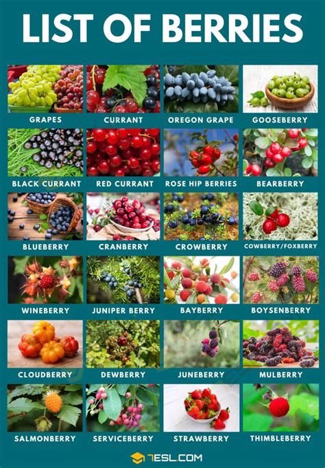 Types Of Berries List Of 49 Berries With Yummy Pictures • 7esl