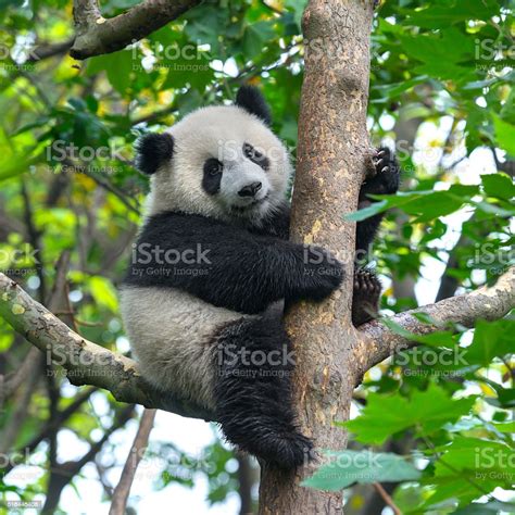 Cute Panda Bear Climbing In Tree Stock Photo And More Pictures Of Animal