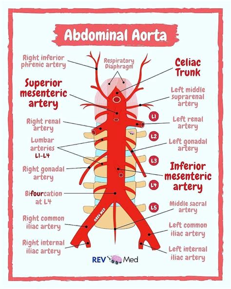 Anatomy Of The Abdominal Aorta Major Branches Of Abdominal Aorta