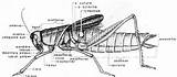 Pictures of Respiratory Organ Of Cockroach