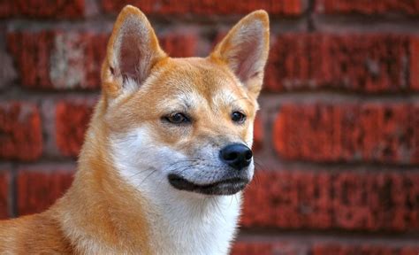Popular worldwide, shiba inu token is the first cryptocurrency to be listed and incentivized on shibaswap. 7 Shiba Inu Mixed Breeds: Cute Shiba Mixes You Can't Deny!