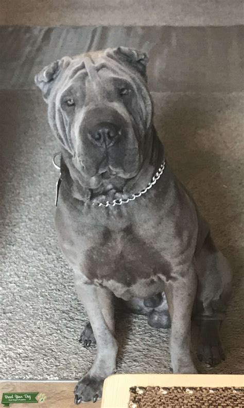 Blue Pei For Stud Stud Dog In Idaho The United States Breed Your Dog