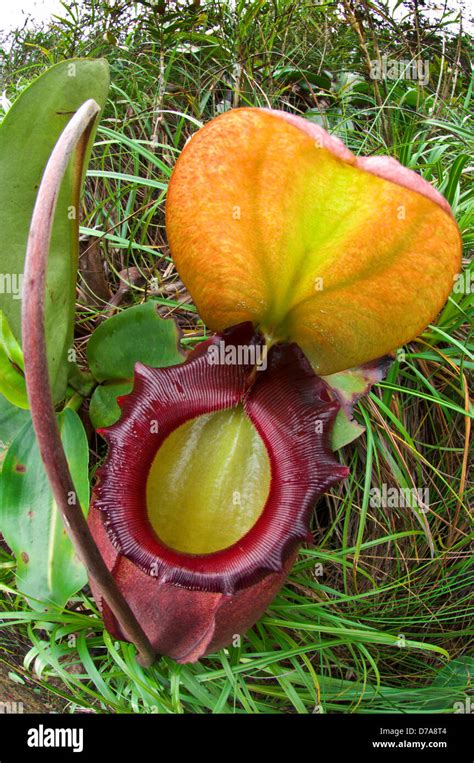 King Pitcher Plant Nepenthes Rajah On Slopes Mt Kinabalu Sabah State