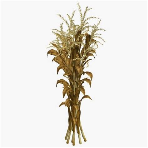 Bundles Of Corn Stalks Décor Pre Older Walnut Creek Farm