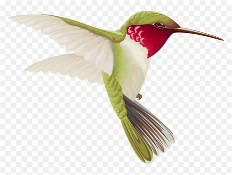 Hummingbird Clipart Clip Art Art And Collectibles