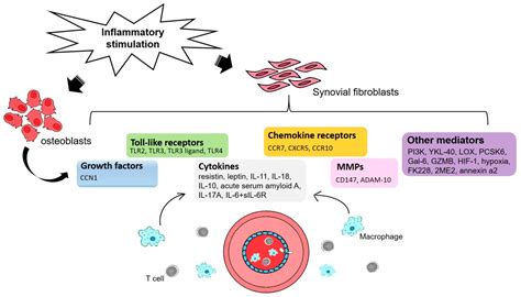 Ijms Free Full Text Implications Of Angiogenesis Involvement In Arthritis