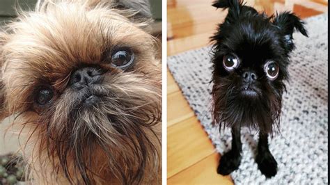 9 Signs Your Brussel Griffon Is Obsessed With You Sonderlives