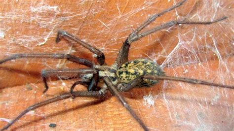 Hobo Spider Bite Are These Spiders Poisonous