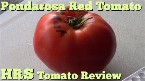 Ponderosa Red Tomato Solanum Lycopersicum Tomato Review 2018 Youtube