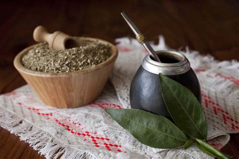 Yerba Mate Plant Ilex Paraguariensis Care And Growing Guide