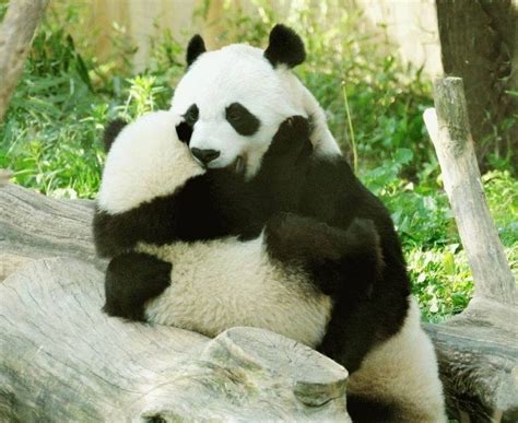 Huh Pandas Photo 7507730 Fanpop