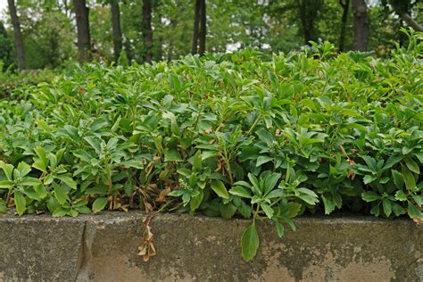 This species is newly planted between two busy roads in salford, manchester, very close to. How to care for Japanese Spurge (Pachysandra terminalis)