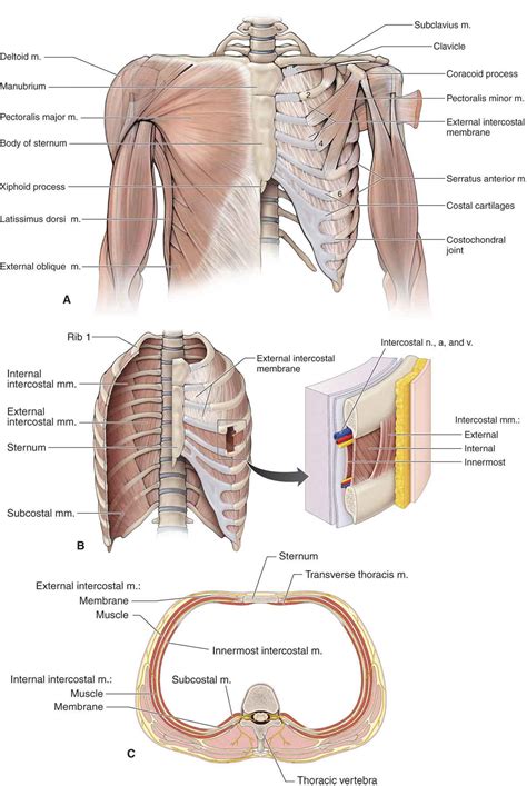 The Thoracic Spine Musculoskeletal Key