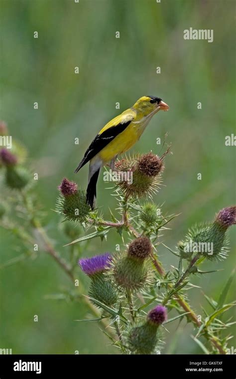 American Goldfinch Perched On Thistle Plant Stock Photo Alamy