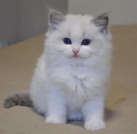 Registered ragdoll breeder, ragdoll cattery, cats, kittens available for sale, for adoption in new jersey, new york, pennsylvania, champion lines, nj, ny, pa. Pedigree Ragdoll Kittens FOR SALE ADOPTION from Waikato ...