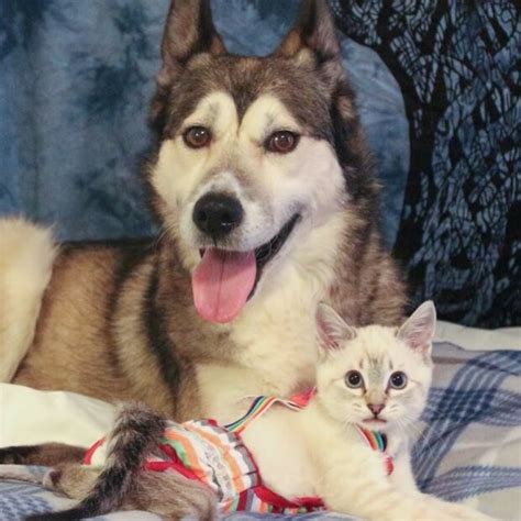 Soll man eine forelle während der leichenstarre nicht oder wobei es mich wieder interessieren würde, wann die leichenstarre bei ferkeln eintritt. Wie ein Kätzchen namens Harpurr, das nicht auf seinen ...