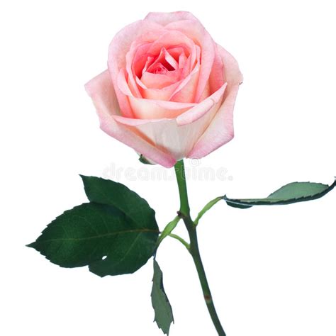 Single Long Stemmed Perfect Pink Rose Stock Photo Image 39313754