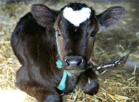 Look At This Precious Little Calf With The Heart On His Head Baby
