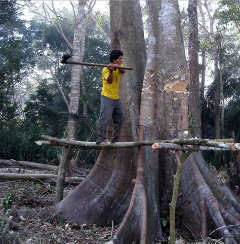Posso tagliare un albero nel mio giardino? Tagliare gli alberi aumenta i livelli di testosterone