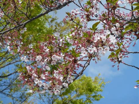 Вишнёвое дерево, обычно 里桜 (вишня мелкопильчатая), prunus serrulata. 【競馬グッズ】 桜花賞トートバッグ | 白い稲妻・多摩の黒酢 ...