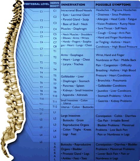 Chiropractic Charts And Diagrams Including Dermatome Chart Spinal Nerve Chart Subluxation