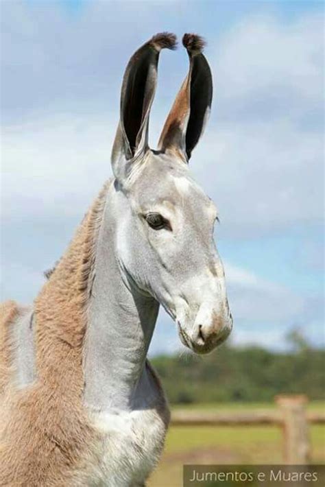Pega Donkey From Brazil Horses Animals Beautiful Horse Breeds