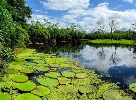 Qué Ver Y Hacer En Loreto La Biodiversidad De La Amazonía Peruana
