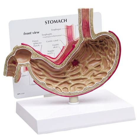 Anatomical Models Digestive System Colon Stomach