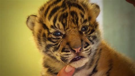 Handraising Twin Tiger Cubs Tigers About The House Bbc Youtube