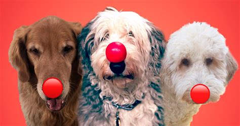 Red nose day usa ретвитнул(а) hikma. Dog Ambassadors | Red Nose Day USA
