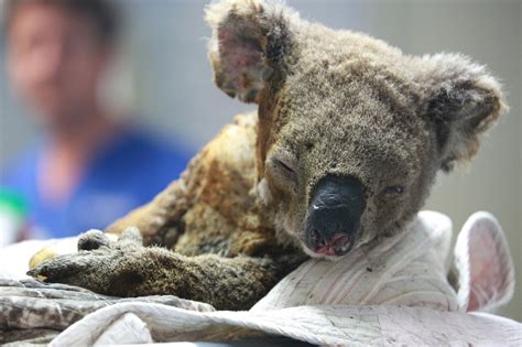 Heres How You Can Help The Koalas Hit By The Recent Horror Bushfires