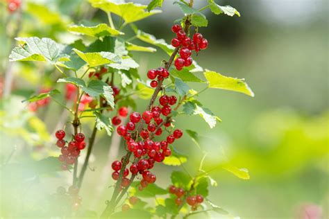 How To Grow And Care For Red Currants