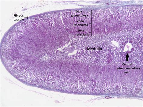 Adrenal Medulla Structure Function Pathology