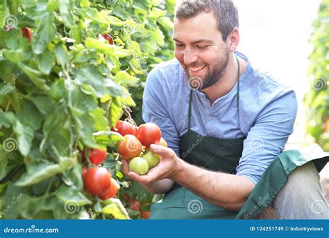 Happy Farmer Growing Tomatoes In A Greenhouse Stock Image Image Of
