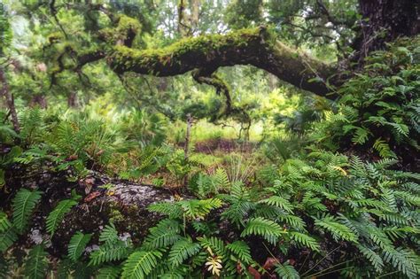 Resurrection Ferns Covering An Oak Tree In Central Florida Oc